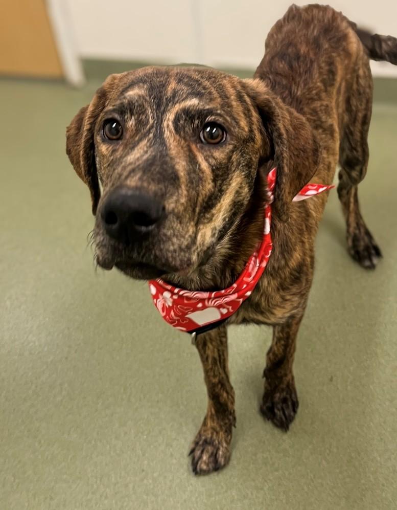 Enlarge Conrad, a ADOPTABLE Mixed Breed in Ionia, MI image 5/6