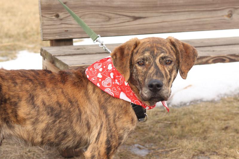 Enlarge Conrad, a ADOPTABLE Mixed Breed in Ionia, MI image 2/6