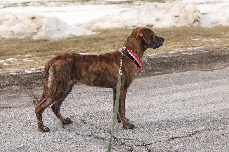 Enlarge Conrad, a ADOPTABLE Mixed Breed in Ionia, MI image 4/6