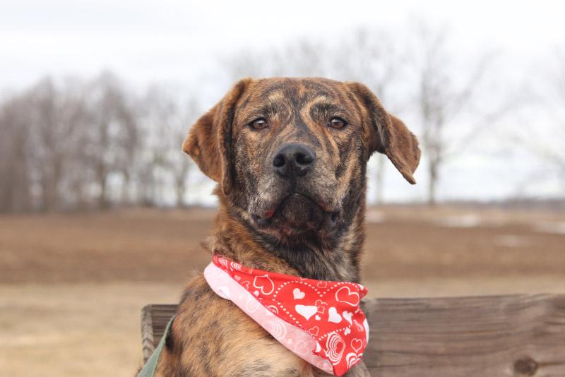 Conrad, ADOPTABLE, Young Male Mixed Breed.