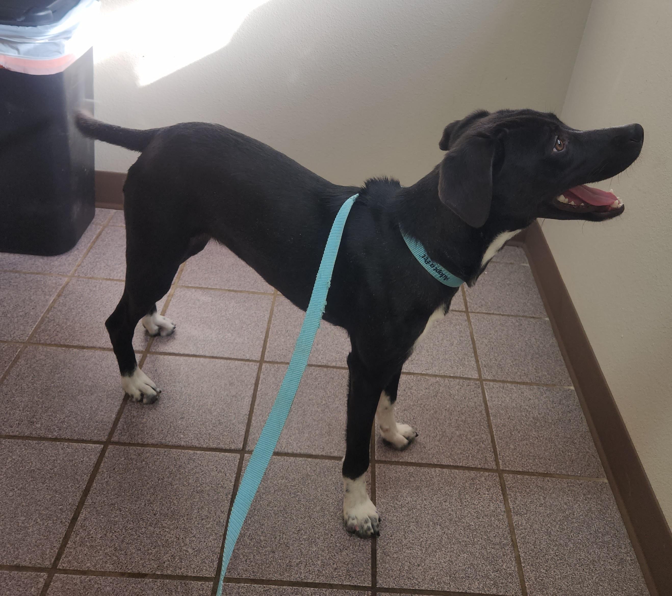 Enlarge Lina, an adopted mixed breed in Marshall, AR image 3/5