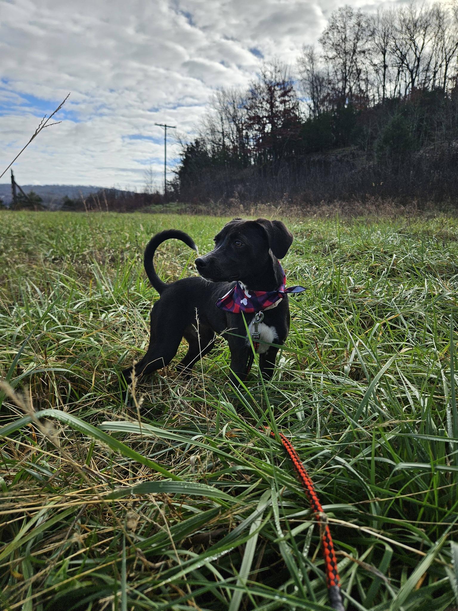 Lina, ADOPTABLE, Young Female Border Collie & Feist.