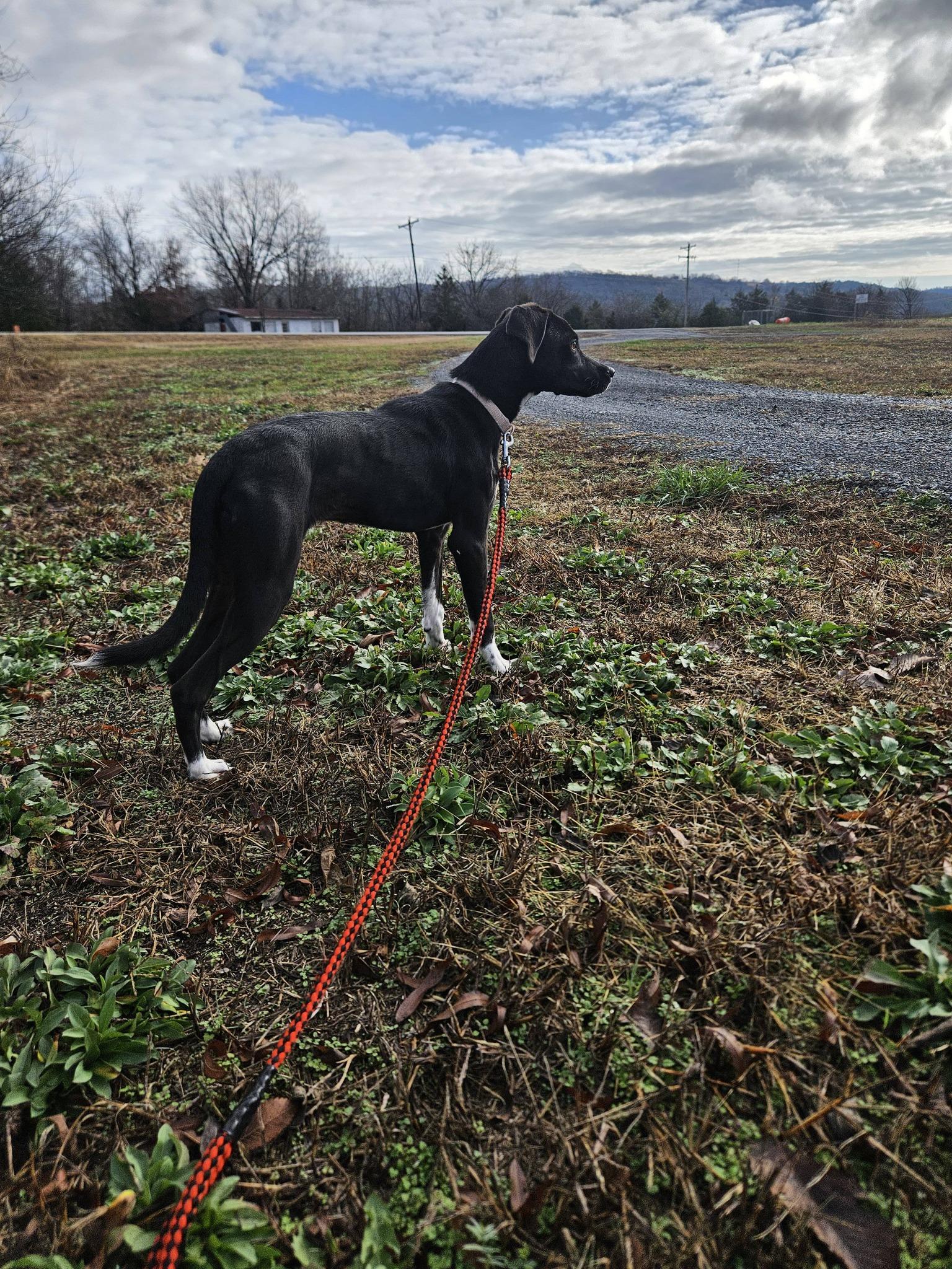 Enlarge Lina, a ADOPTABLE mixed breed in Marshall, AR image 2/5