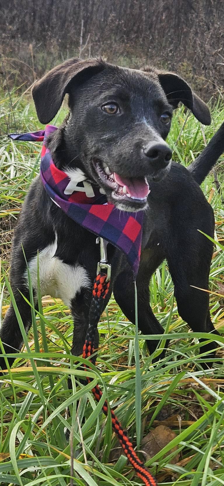 Enlarge Lina, a ADOPTABLE mixed breed in Marshall, AR image 3/5