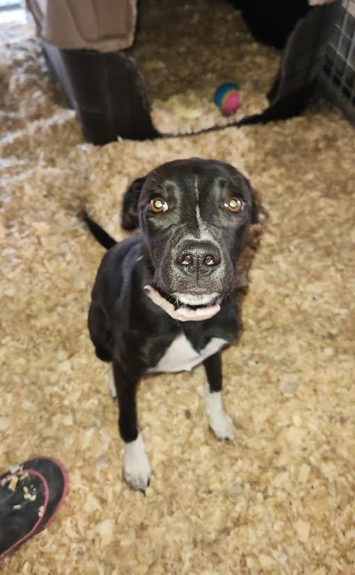 Enlarge Lina, a ADOPTABLE mixed breed in Marshall, AR image 4/5