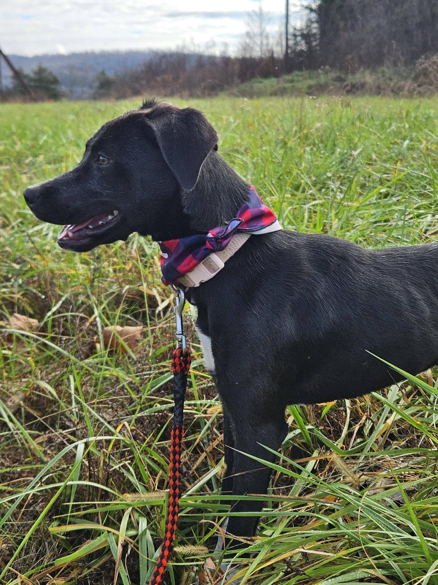 Enlarge Lina, a ADOPTABLE mixed breed in Marshall, AR image 5/5