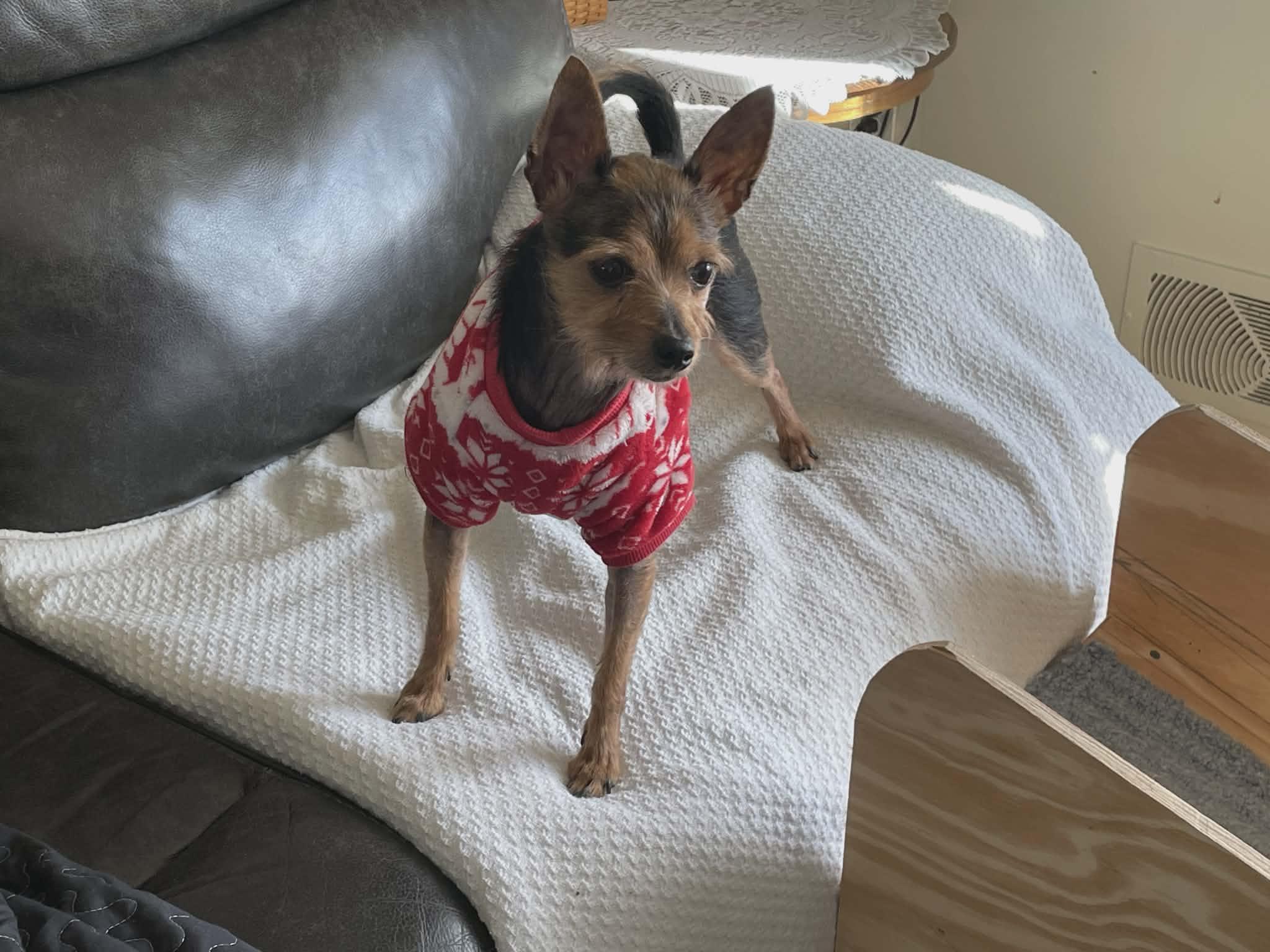 Enlarge REESEY, a ADOPTABLE mixed breed in Coatesville, PA image 5/6