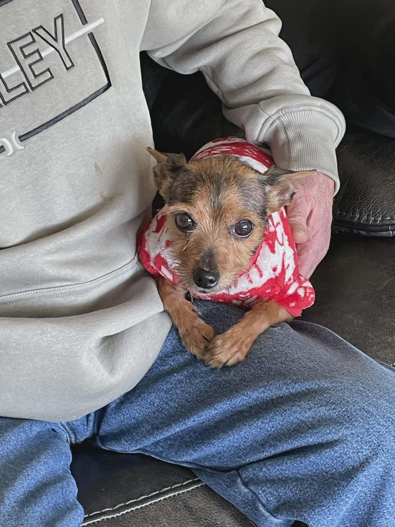 Enlarge REESEY, a ADOPTABLE mixed breed in Coatesville, PA image 6/6