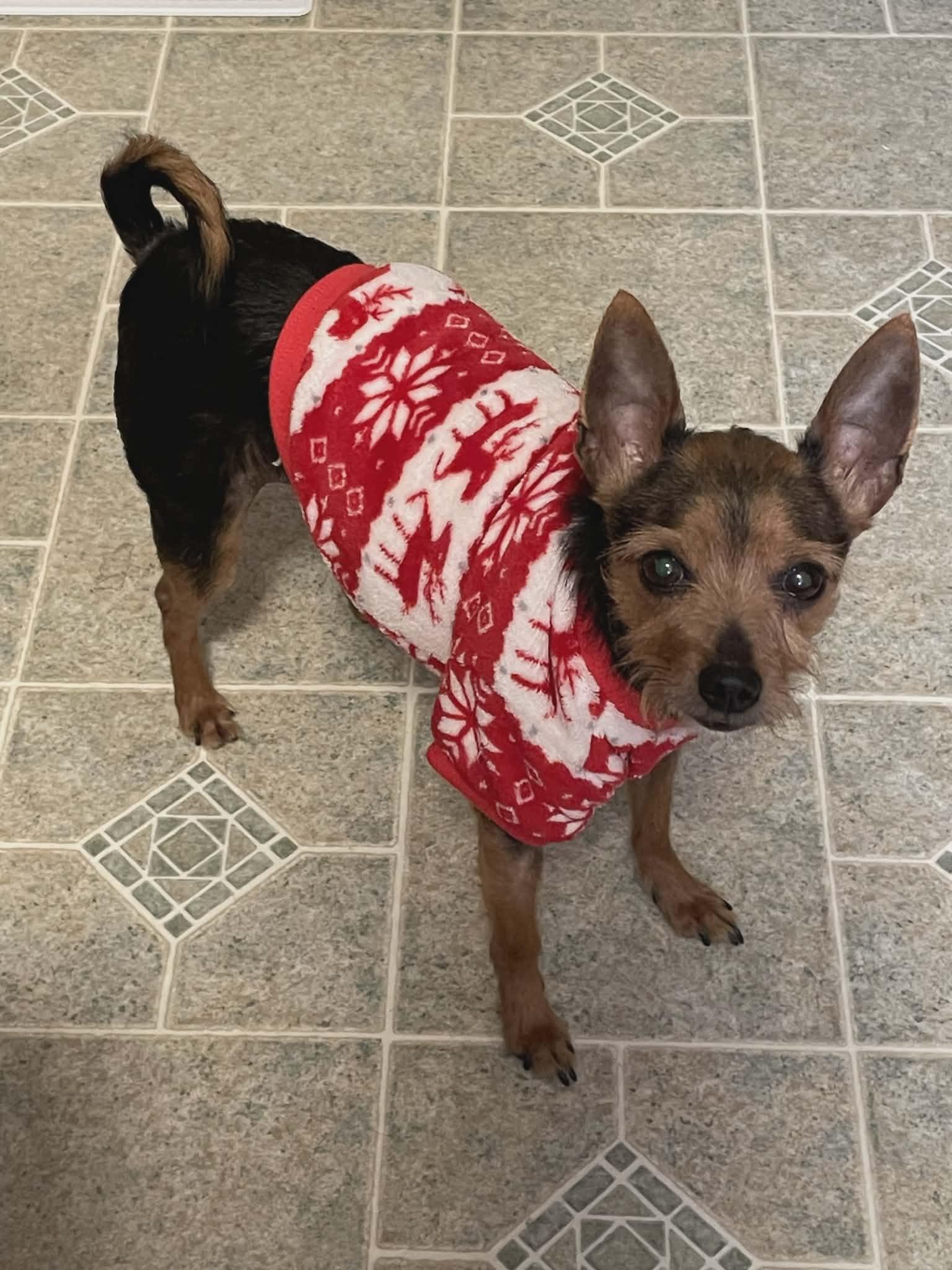 REESEY, ADOPTABLE, Adult Male Yorkshire Terrier.