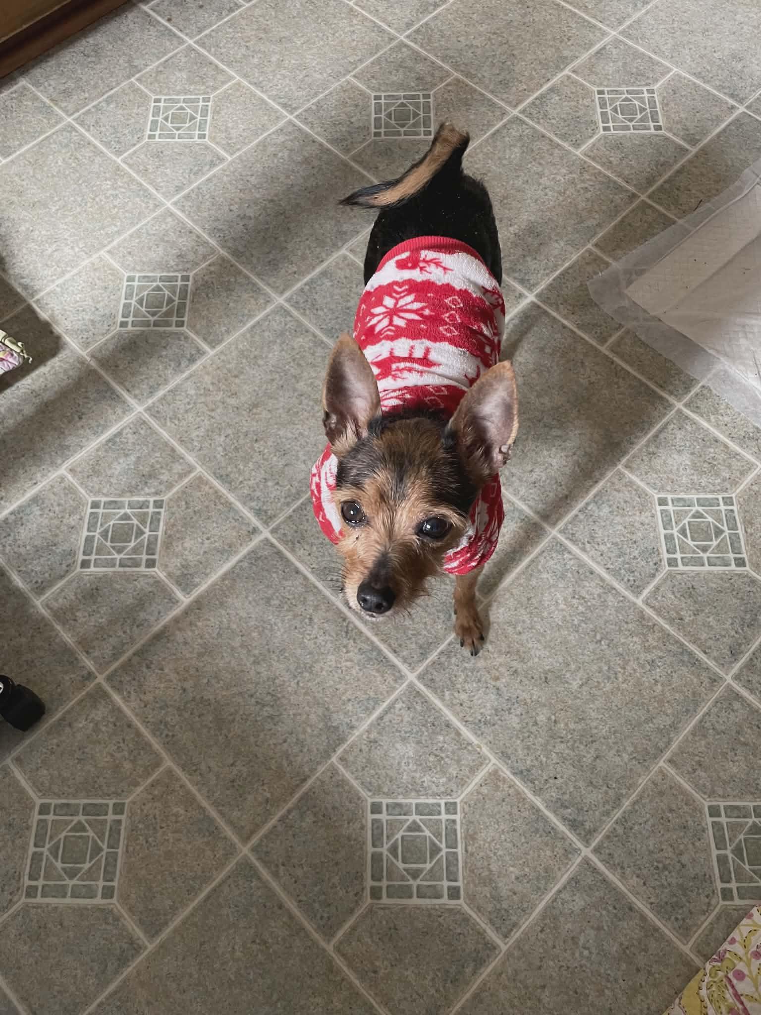 Enlarge REESEY, a ADOPTABLE mixed breed in Coatesville, PA image 3/6