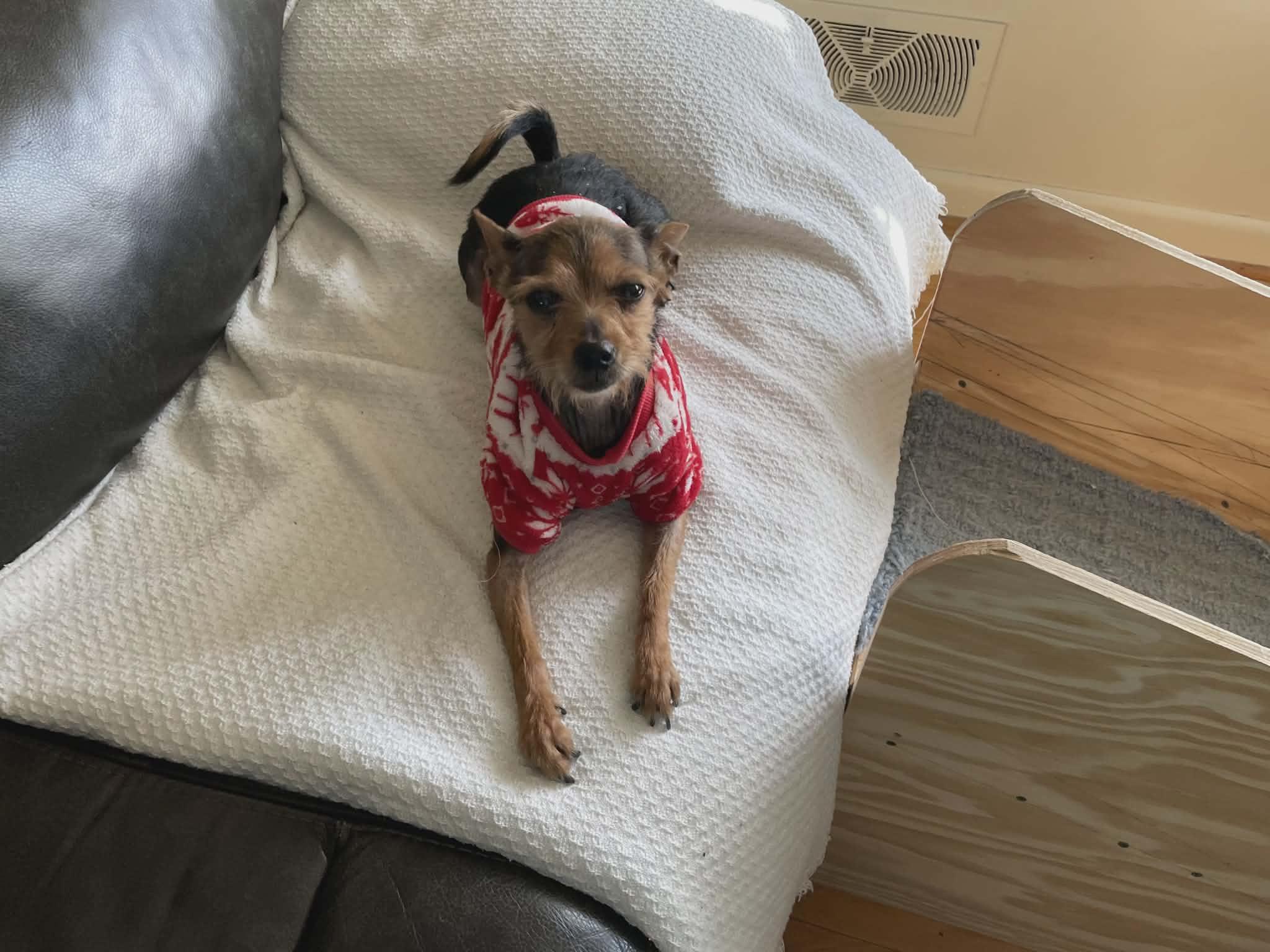 Enlarge REESEY, a ADOPTABLE mixed breed in Coatesville, PA image 2/6