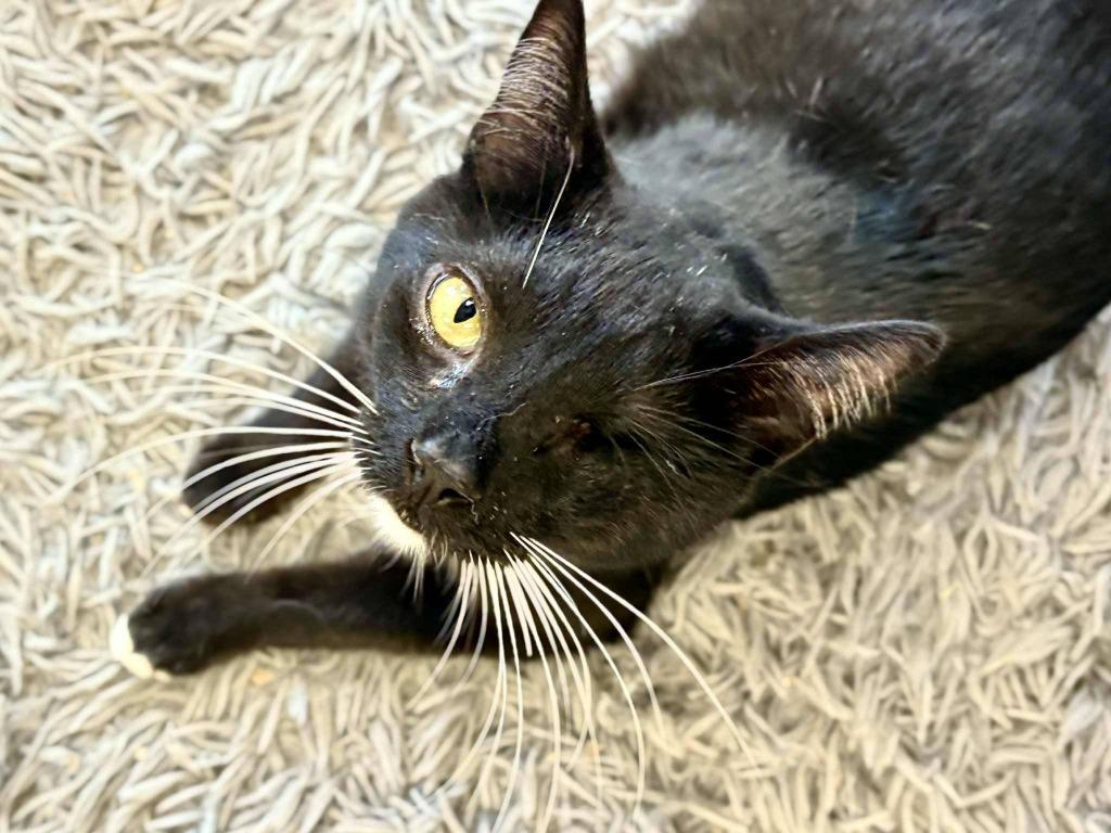 Enlarge Baba Yaga, a Adoptable mixed breed in New Kensington, PA image 1/6