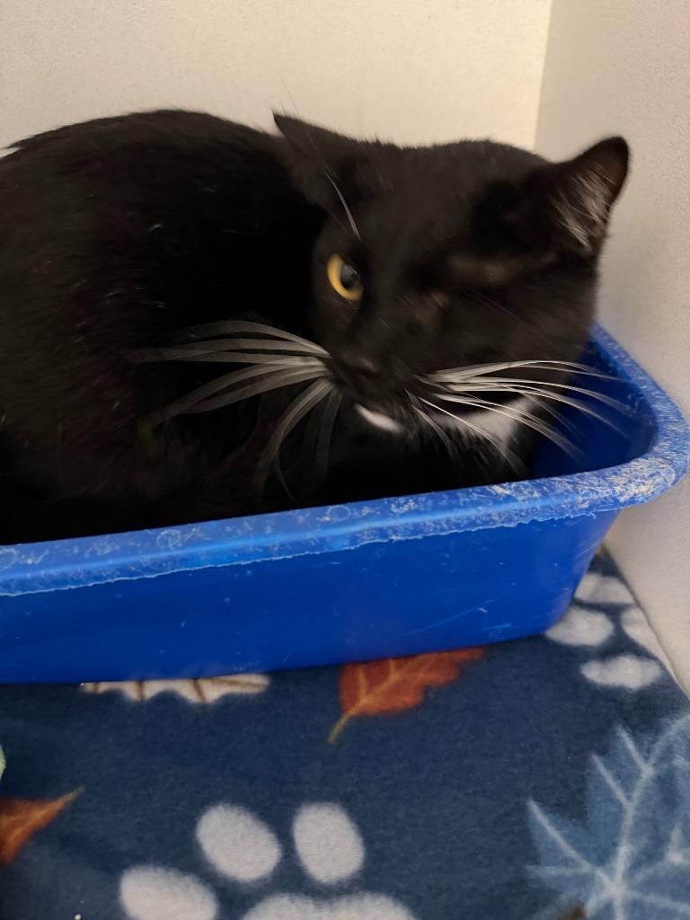 Baba Yaga, Adoptable, Young Male Domestic Short Hair.