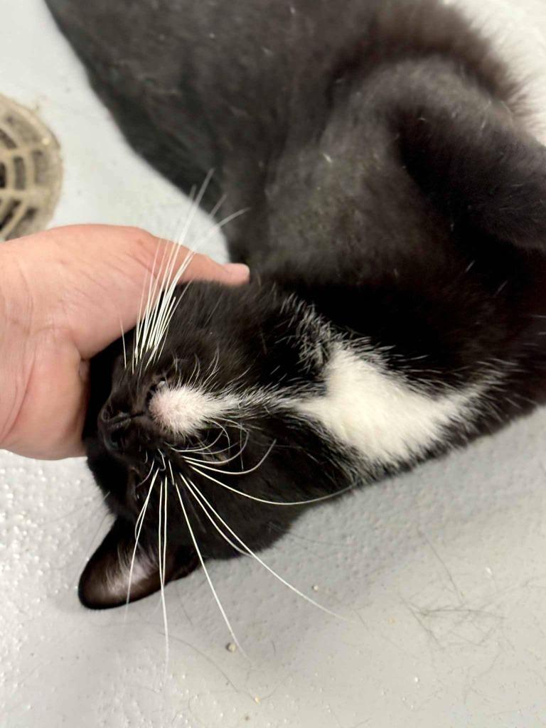 Enlarge Baba Yaga, a Adoptable mixed breed in New Kensington, PA image 4/6