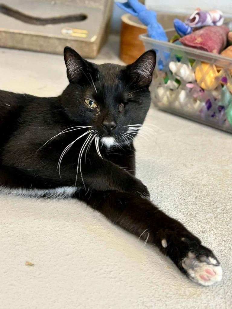 Enlarge Baba Yaga, a Adoptable mixed breed in New Kensington, PA image 5/6