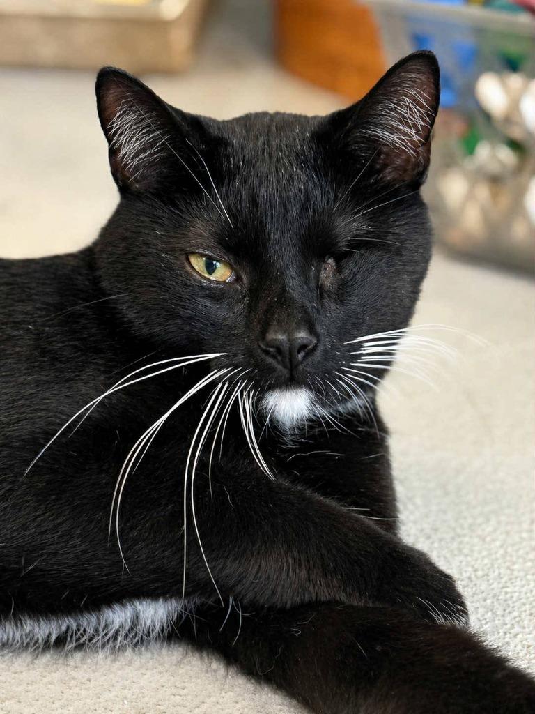Enlarge Baba Yaga, a Adoptable mixed breed in New Kensington, PA image 6/6