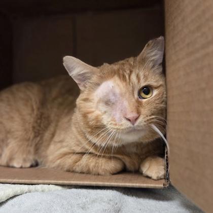 Enlarge Cheddar Biscuit, a Adoptable mixed breed in Westland, MI image 1/3