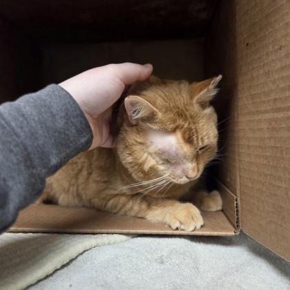 Enlarge Cheddar Biscuit, a Adoptable mixed breed in Westland, MI image 2/3