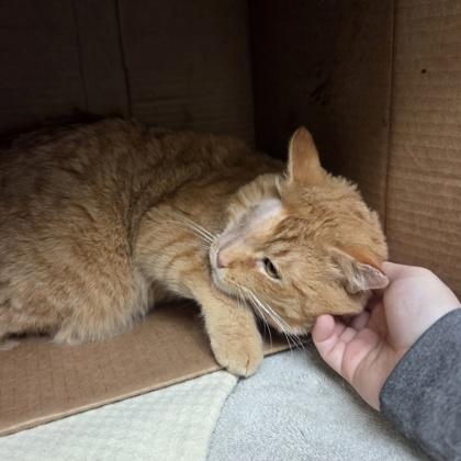 Enlarge Cheddar Biscuit, a Adoptable mixed breed in Westland, MI image 3/3