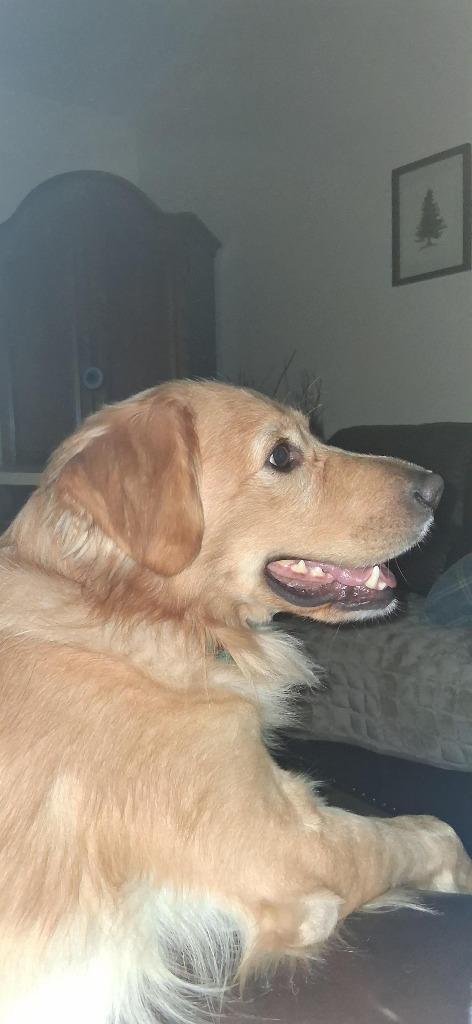 Henrey, Adoptable, Adult Male Golden Retriever.