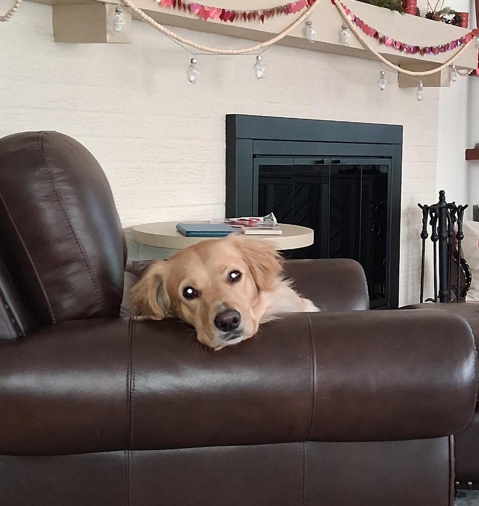 Enlarge Henrey, a Adoptable mixed breed in West Bloomfield, MI image 3/6