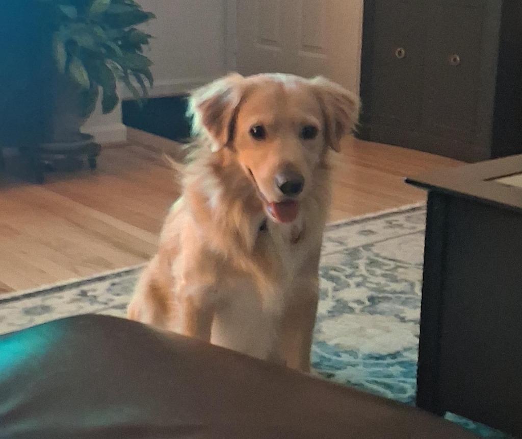 Enlarge Henrey, a Adoptable mixed breed in West Bloomfield, MI image 4/6