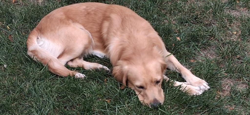 Enlarge Henrey, a Adoptable mixed breed in West Bloomfield, MI image 5/6