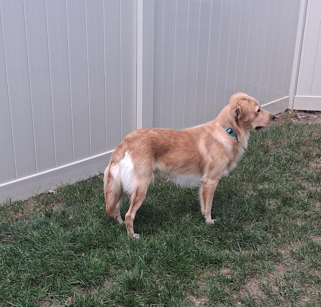 Enlarge Henrey, a Adoptable mixed breed in West Bloomfield, MI image 6/6