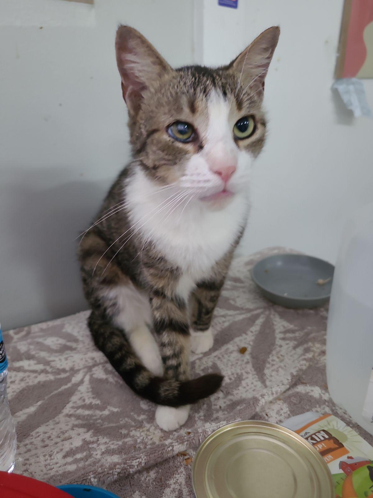 Enlarge Possum, a Adoptable American Shorthair in Naples, FL image 1/4