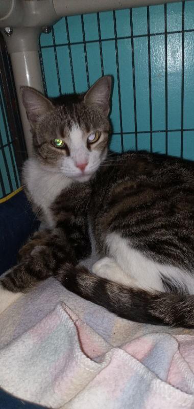 Enlarge Possum, a Adoptable American Shorthair in Naples, FL image 2/4