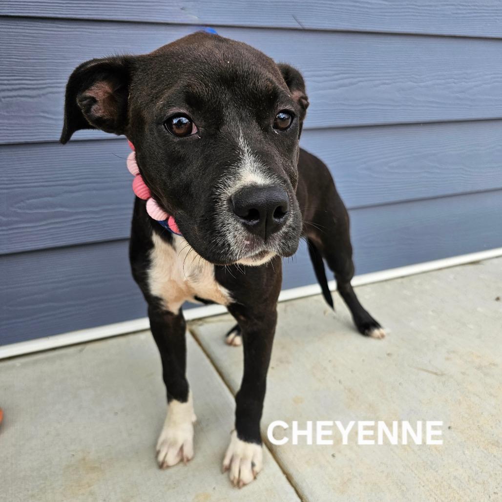 Cheyenne, Adoptable, Young Female Pit Bull Terrier & Mixed Breed.