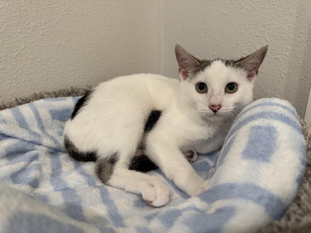 Emberly — thumbnail 2