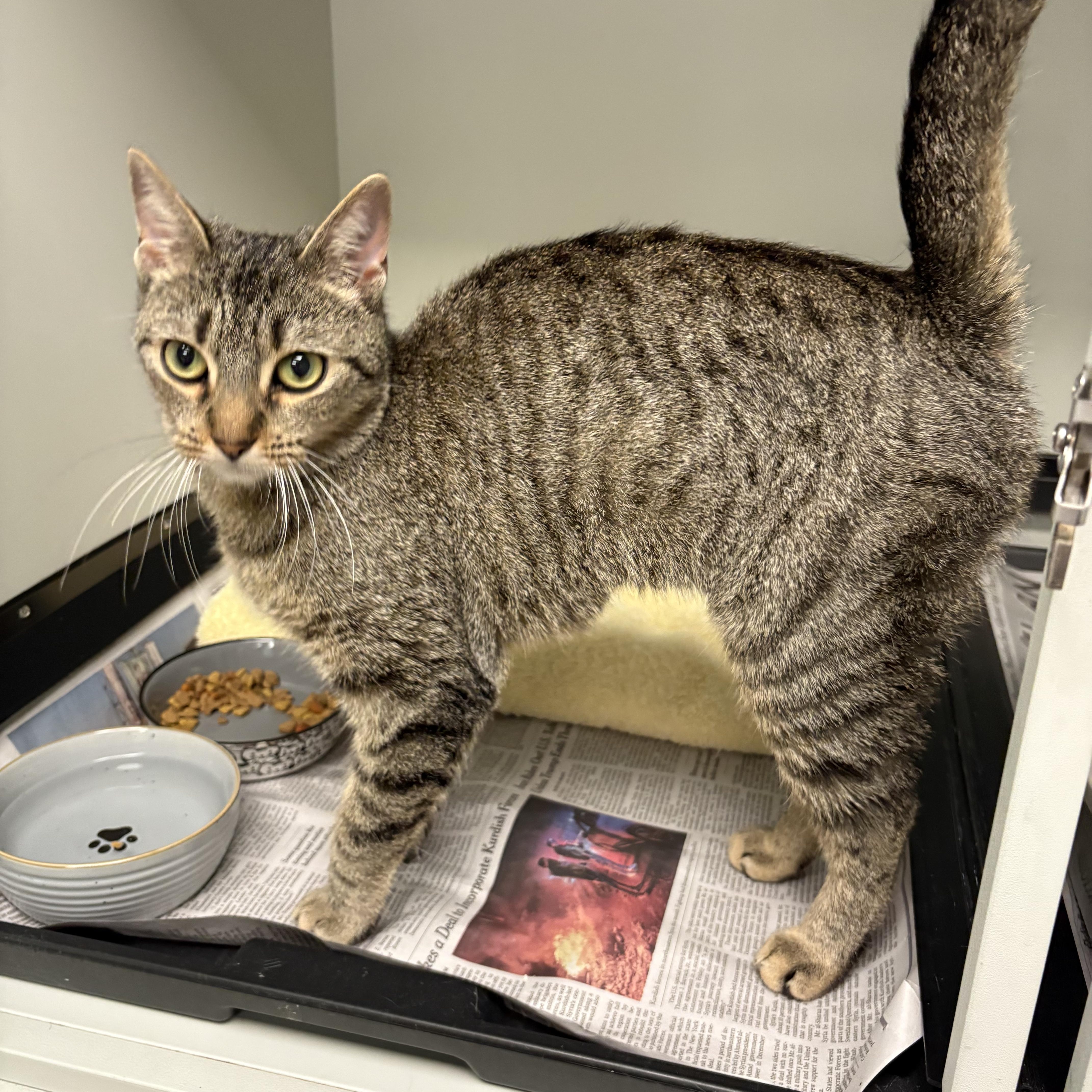 Enlarge Charlotte, a ADOPTABLE Domestic Short Hair in Norwalk, CT image 3/3