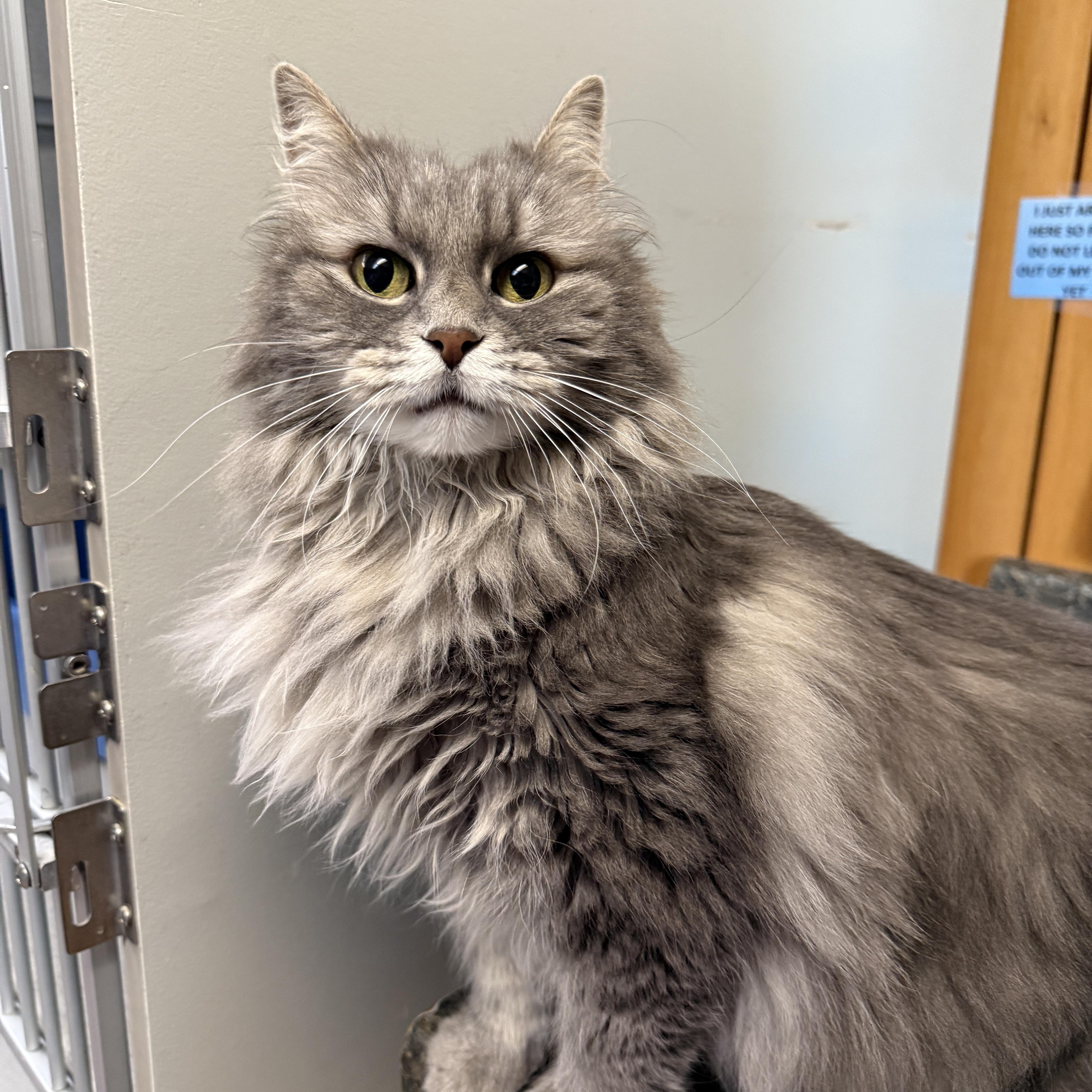 Sophie, a ADOPTABLE Domestic Long Hair in Des Moines, IA image 3/3