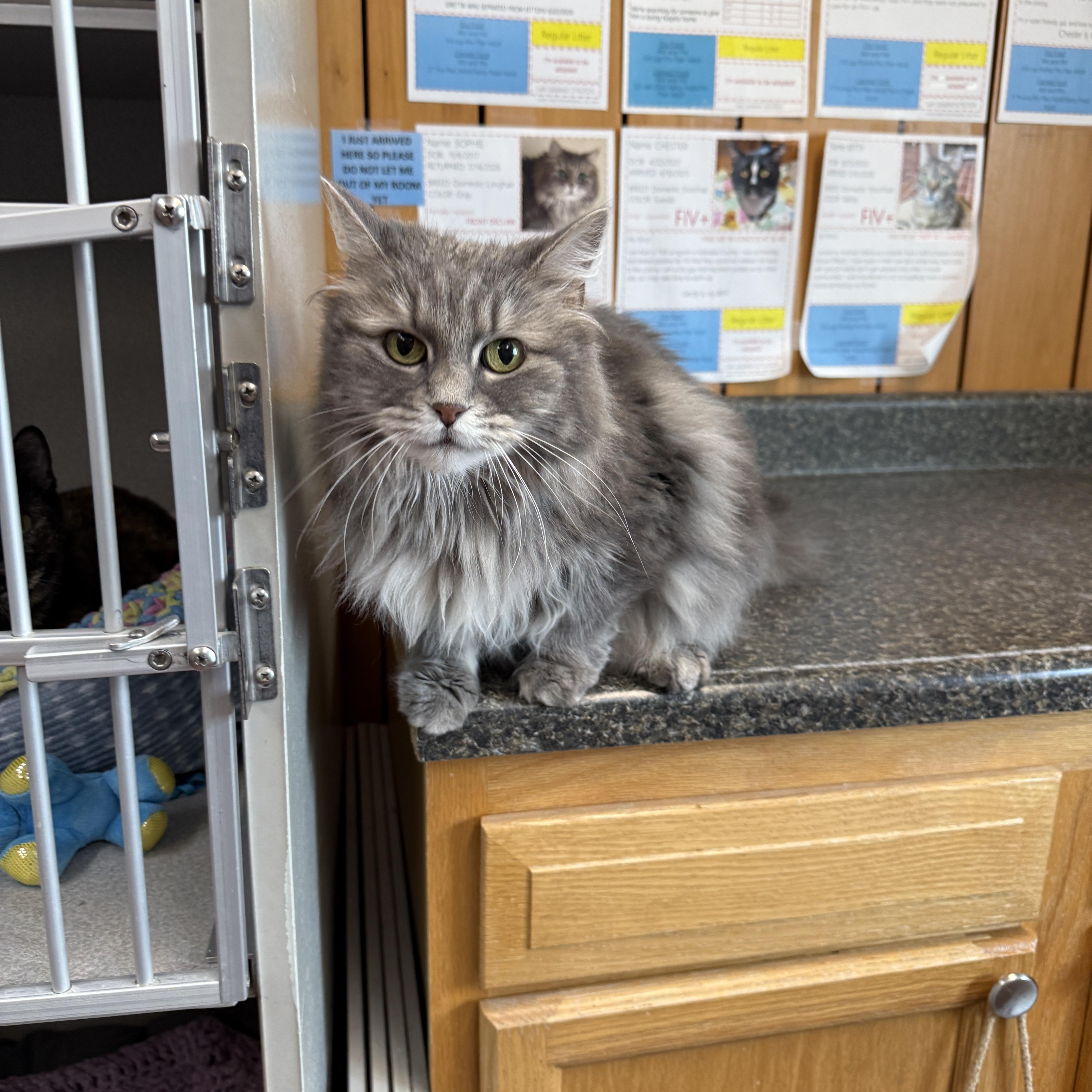 Sophie, a ADOPTABLE Domestic Long Hair in Des Moines, IA image 2/3