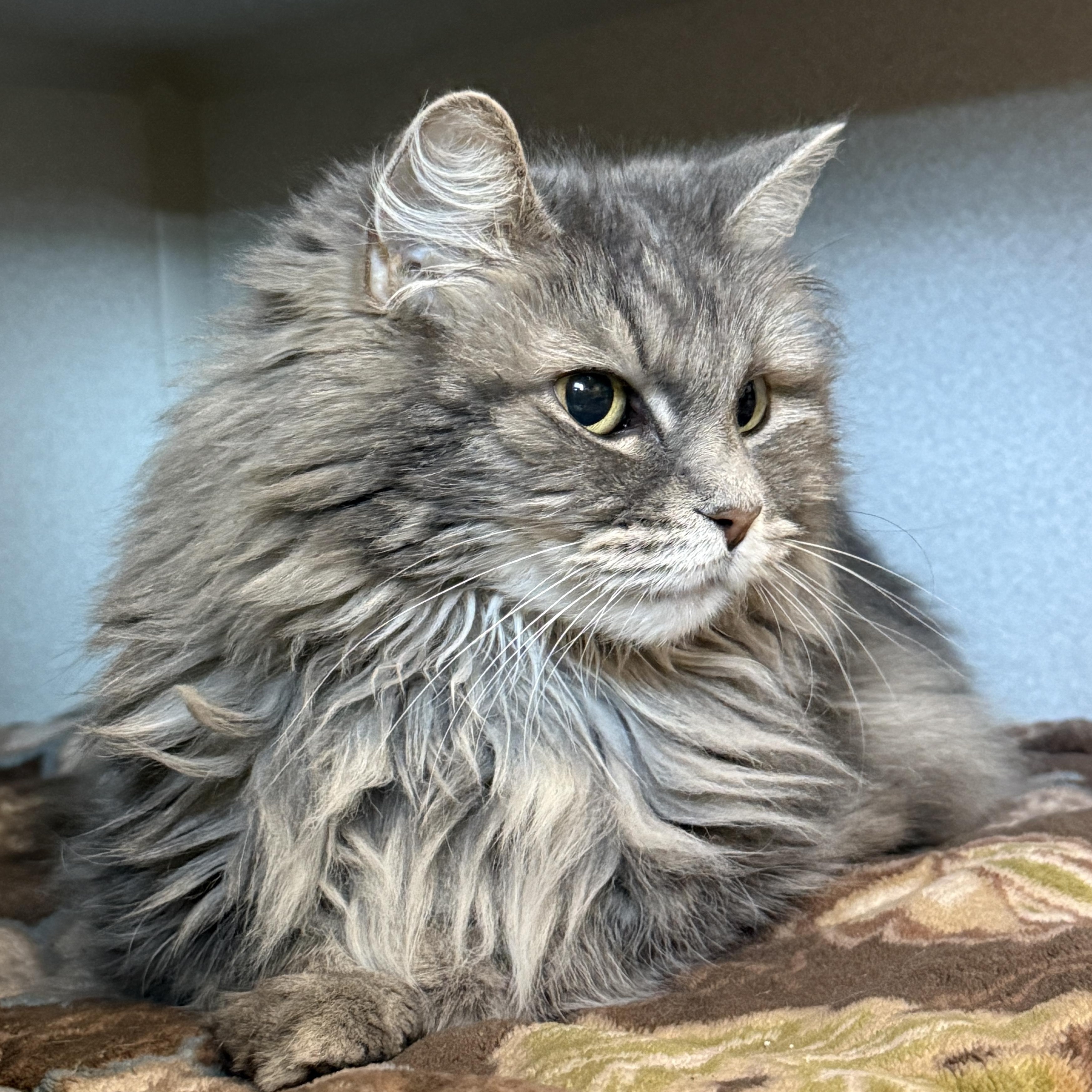 Sophie, ADOPTABLE, Senior Female Domestic Long Hair.
