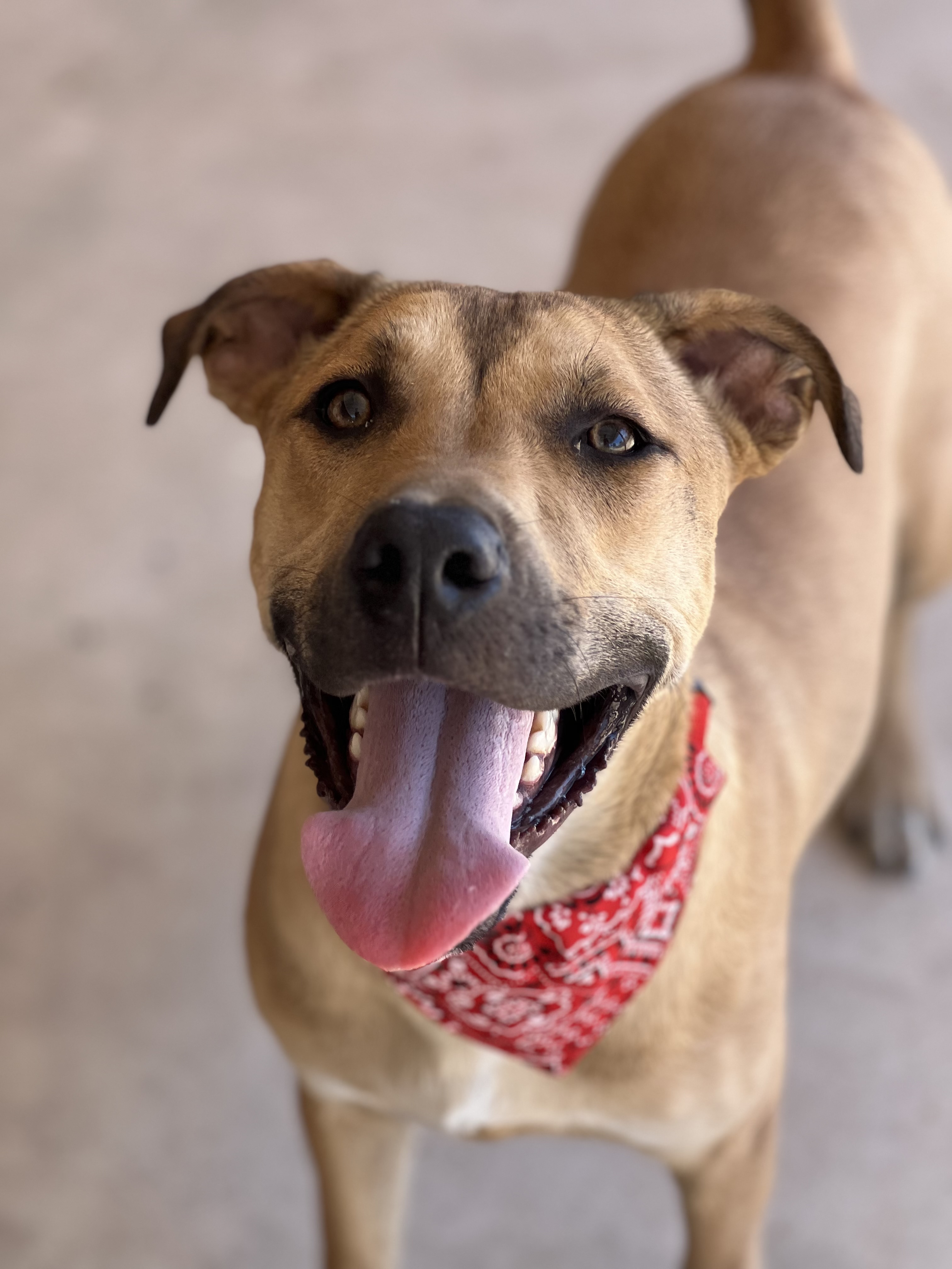 Scout, a Adoptable mixed breed in Phoenix, AZ image 1/3