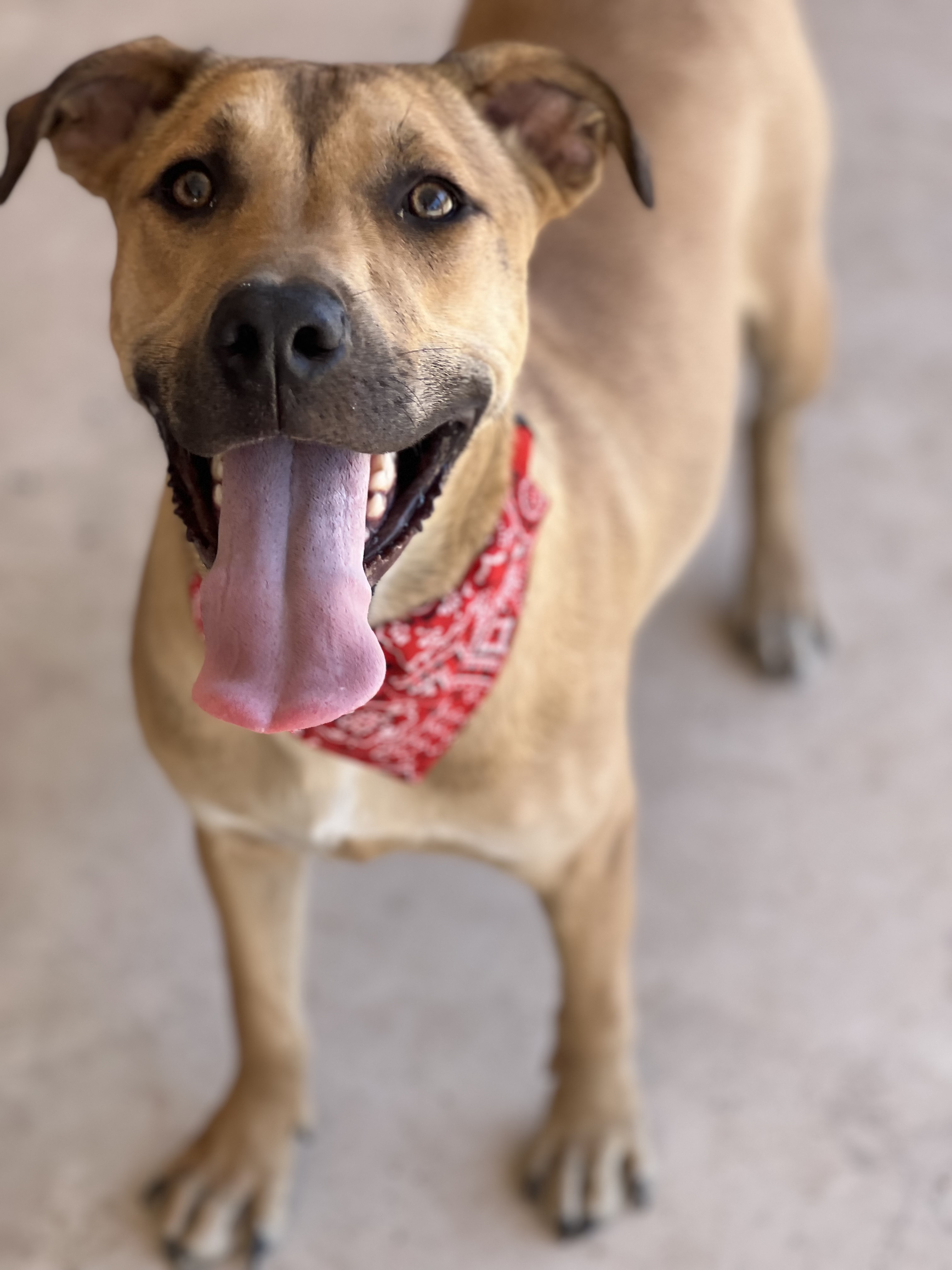 Scout, a Adoptable mixed breed in Phoenix, AZ image 2/3