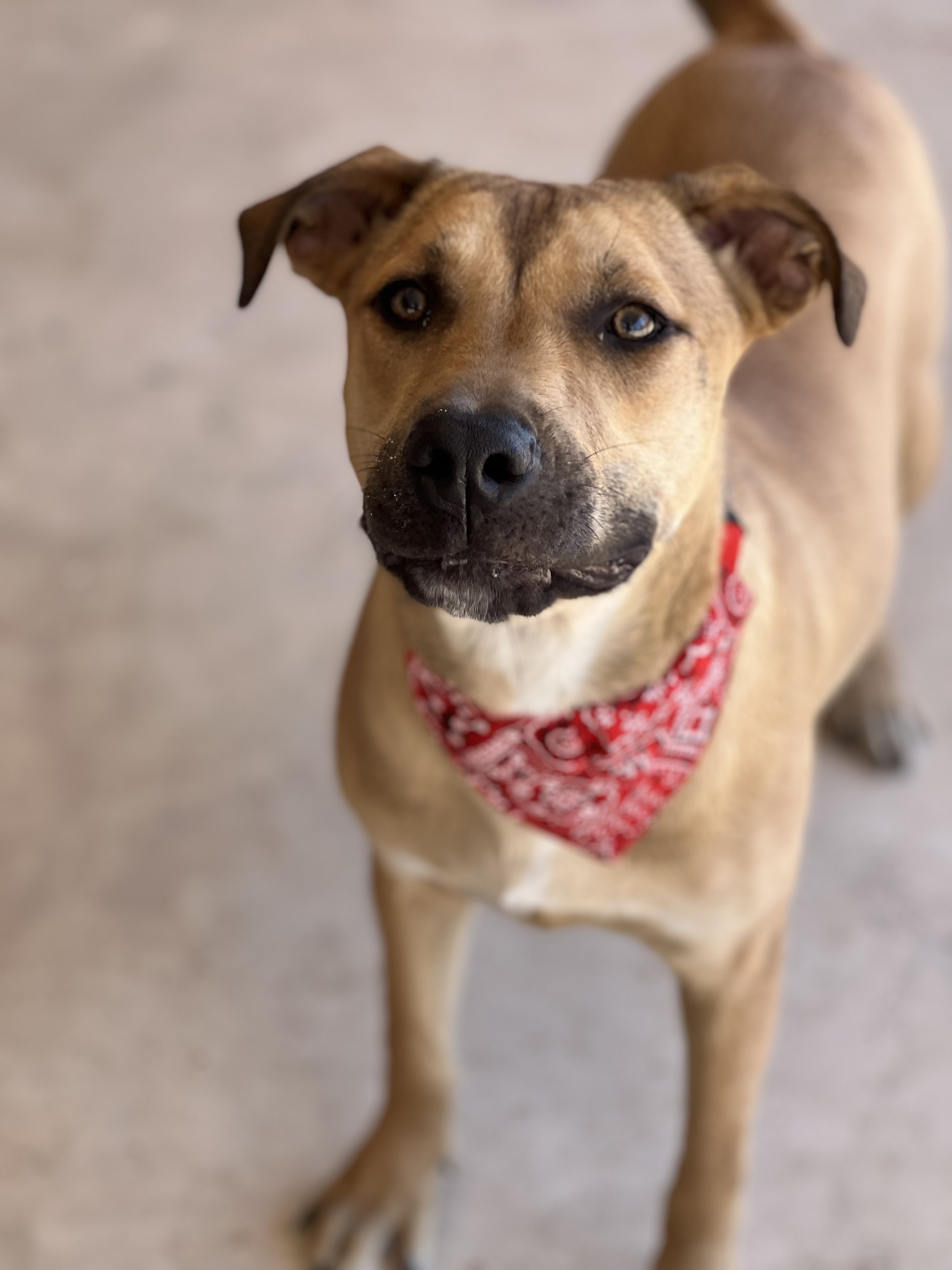 Scout, a Adoptable mixed breed in Phoenix, AZ image 3/3