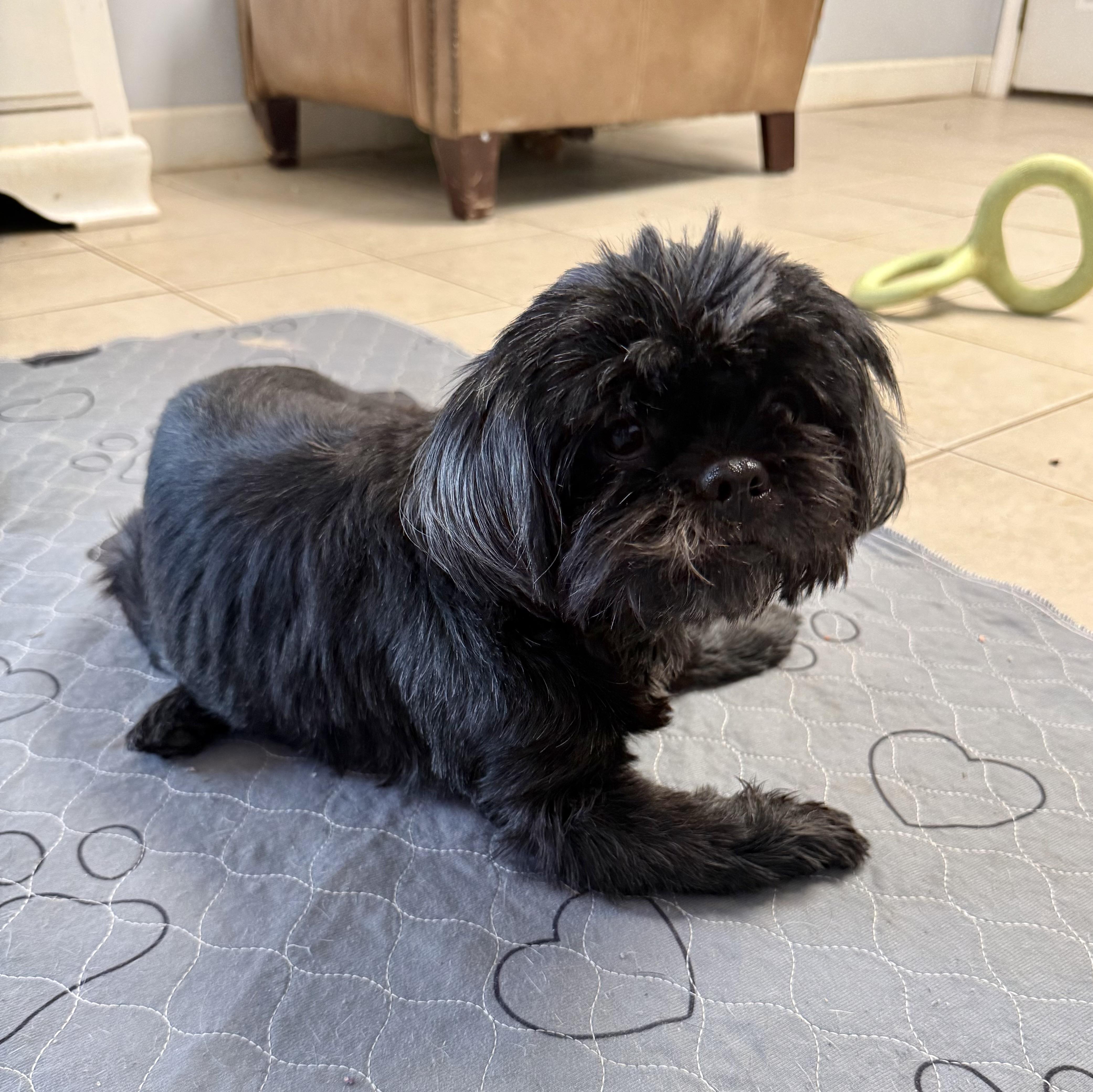 Denim, a ADOPTABLE mixed breed in Kings Mountain, NC image 6/6