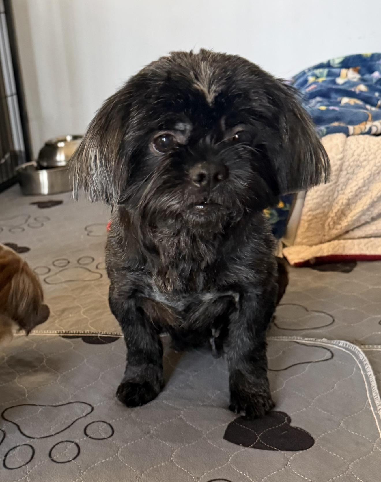 Denim, ADOPTABLE, Adult Female Shih Tzu & Lhasa Apso.