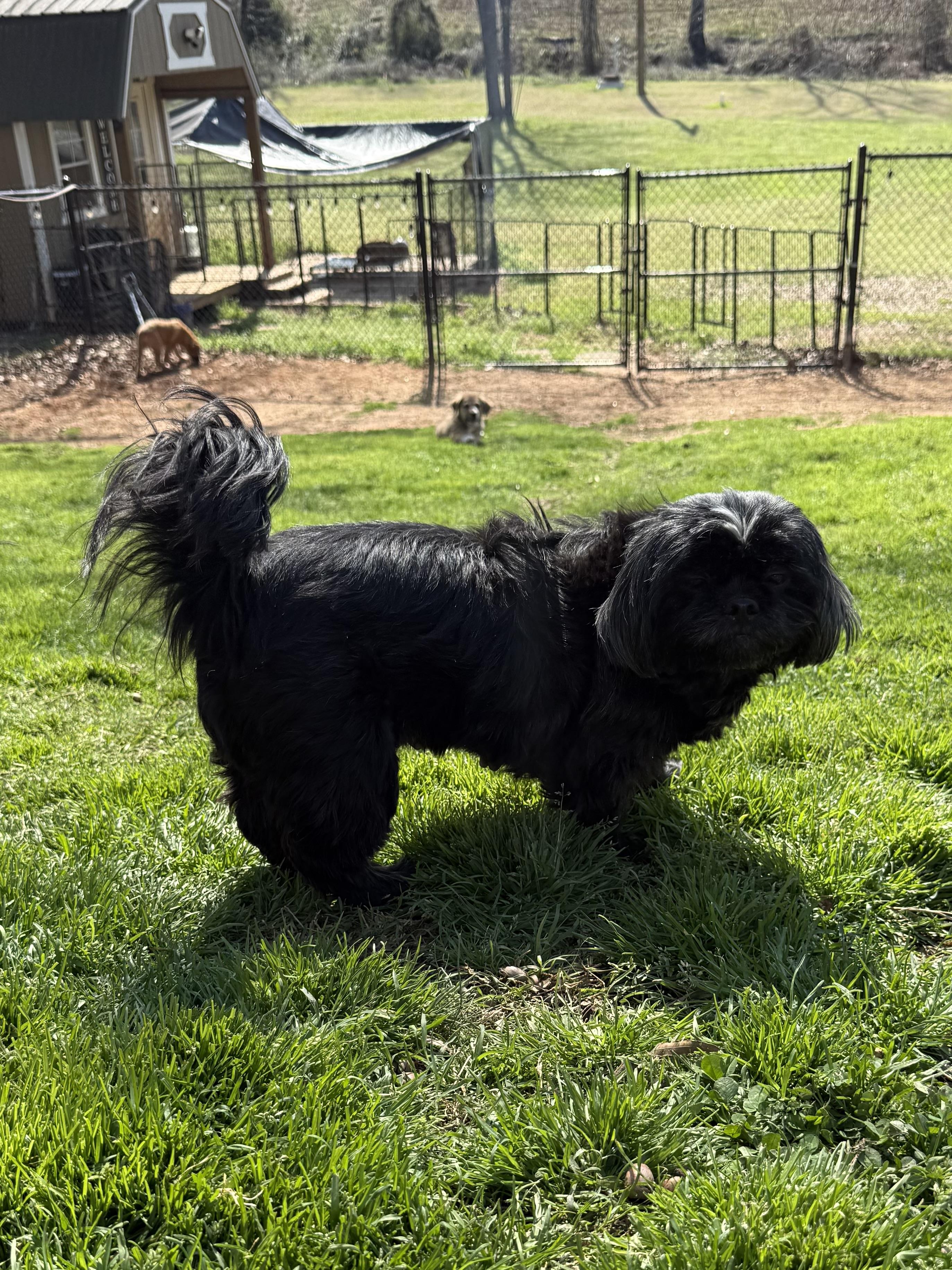 Denim, a ADOPTABLE mixed breed in Kings Mountain, NC image 6/6