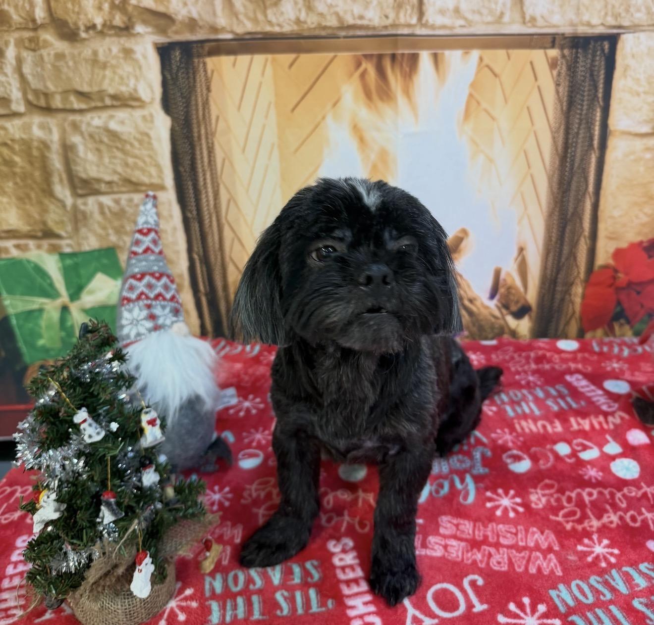 Denim, a ADOPTABLE mixed breed in Kings Mountain, NC image 3/6