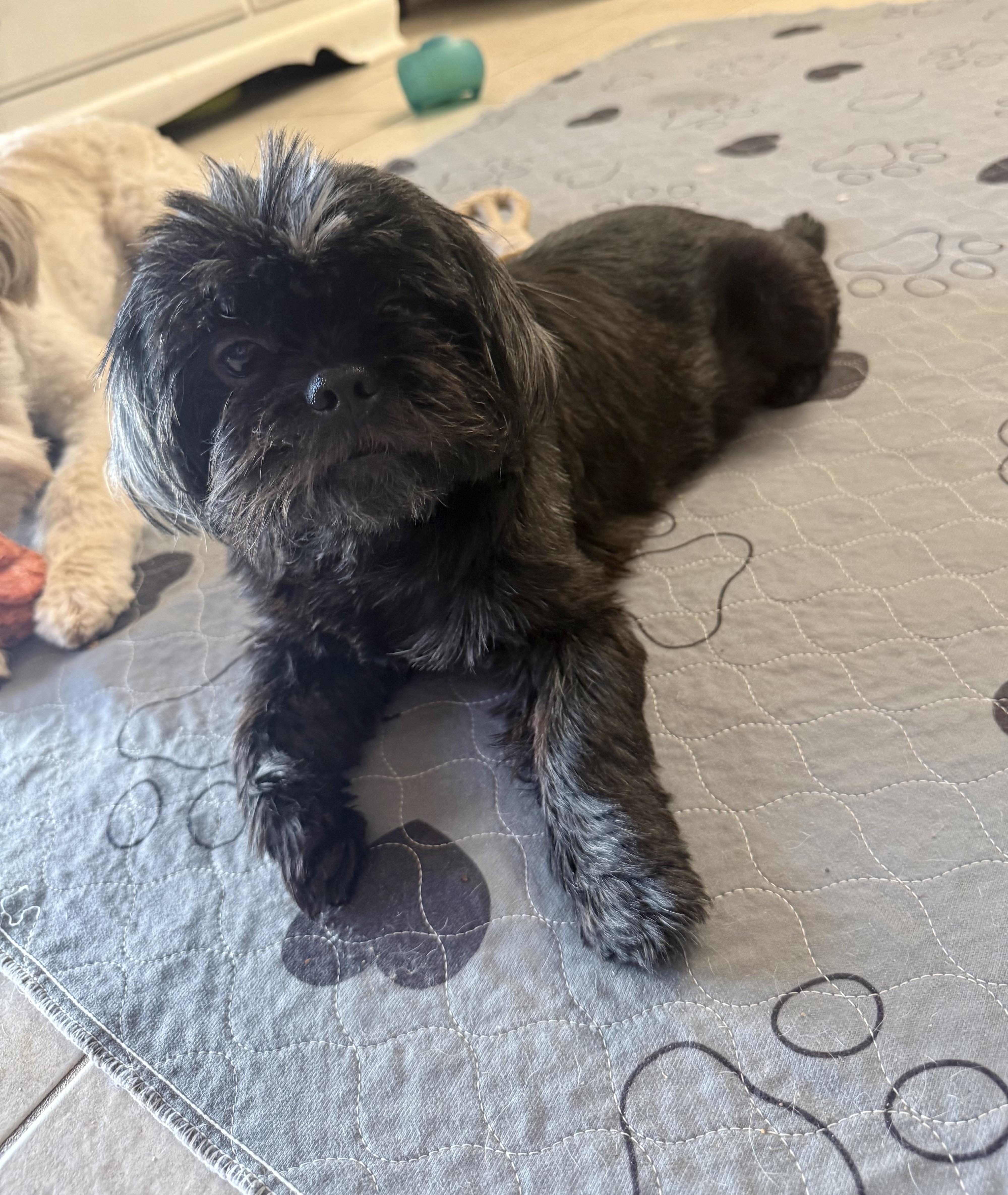 Denim, a ADOPTABLE mixed breed in Kings Mountain, NC image 5/6