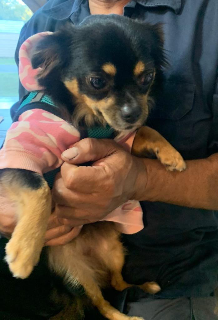 Mia-Star, Adopted, Adult Female Chihuahua.