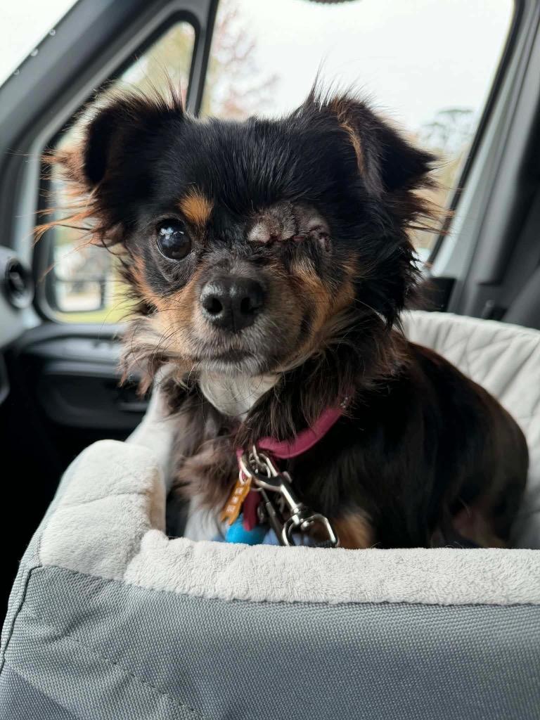 Mia-Star, a Adopted Chihuahua in CONROE, TX image 2/2