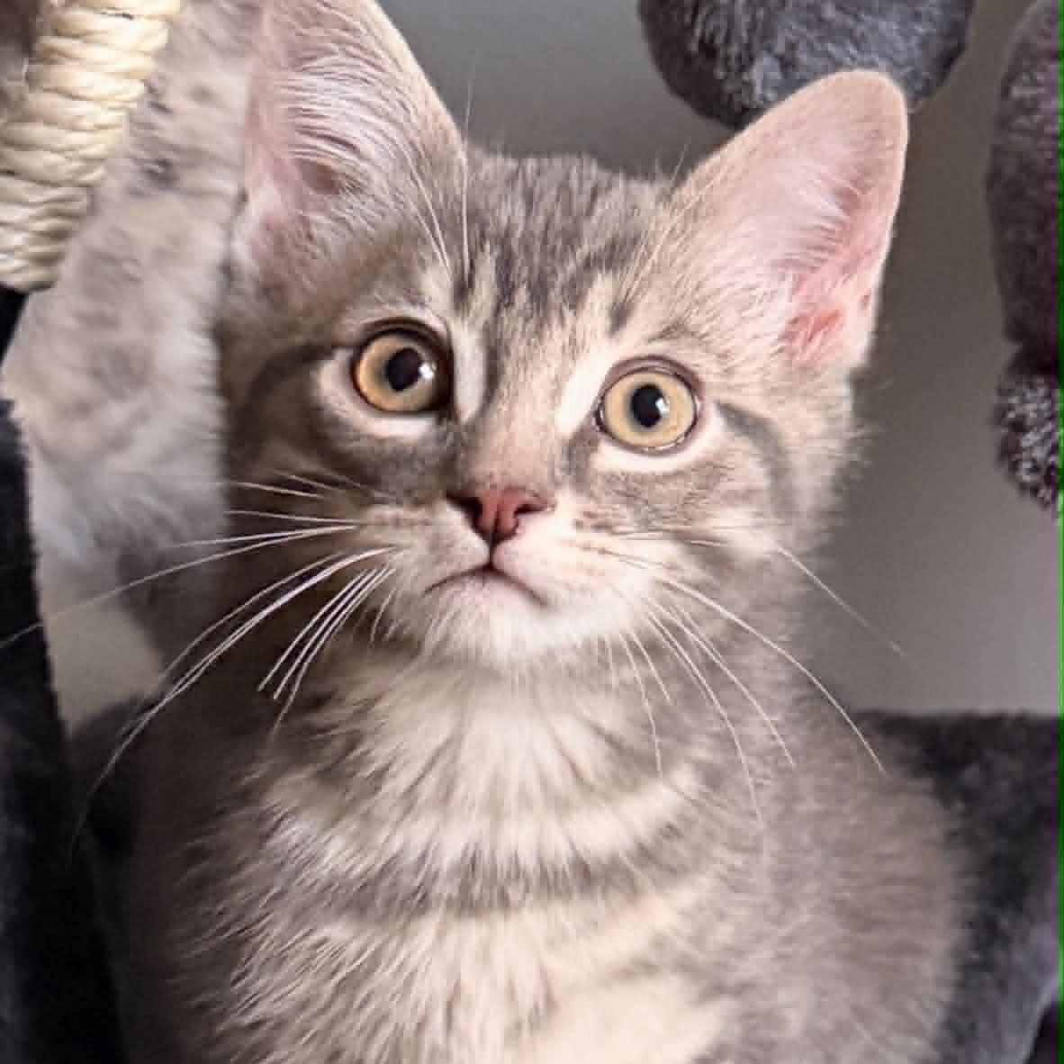 Hopper - Affectionate Explorer, Adoptable, Kitten Male Tabby.