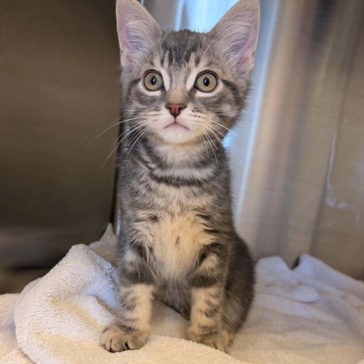 Enlarge Hopper - Affectionate Explorer, a Adoptable Tabby in Hamilton, ON image 3/3