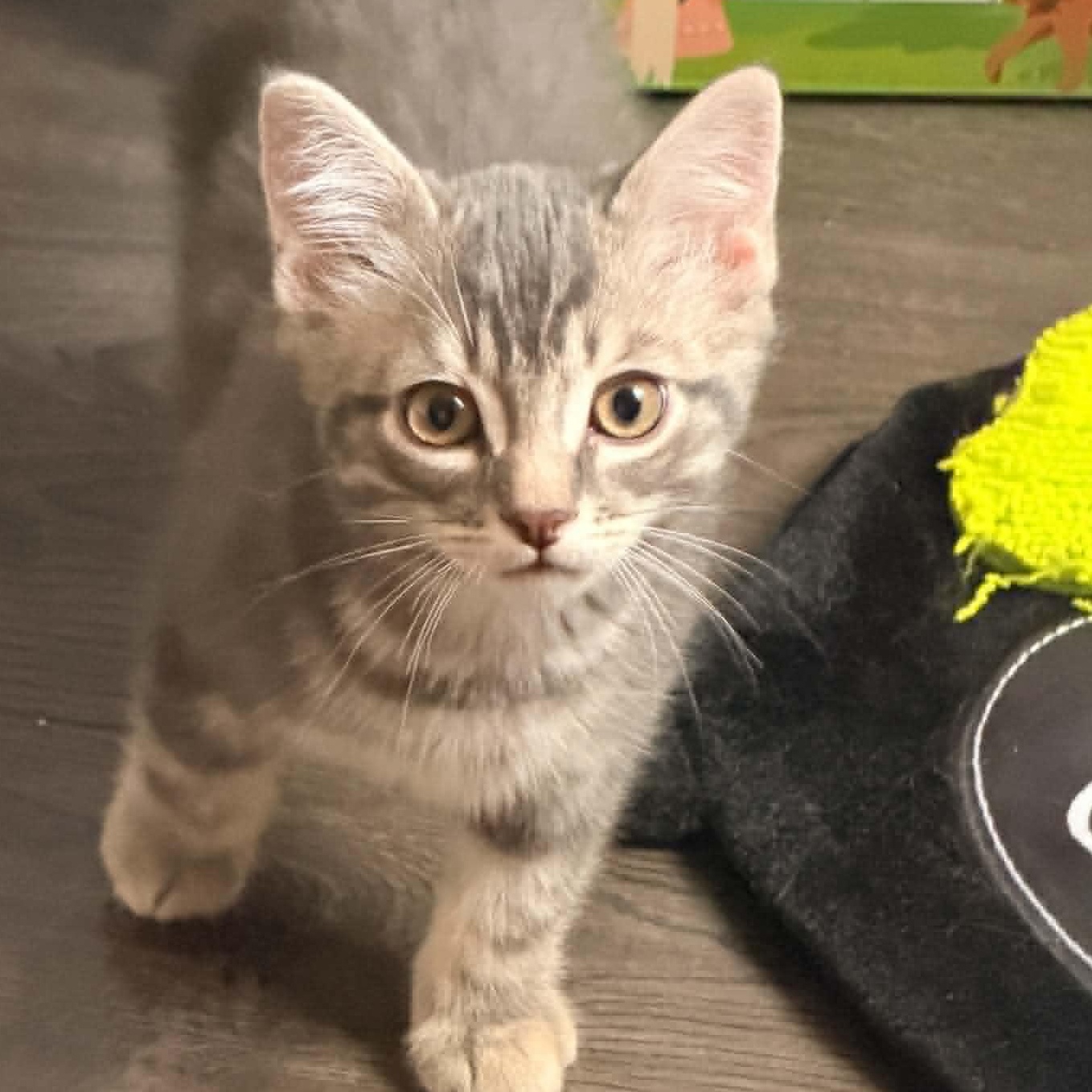 Enlarge Hopper - Affectionate Explorer, a Adoptable Tabby in Hamilton, ON image 2/3