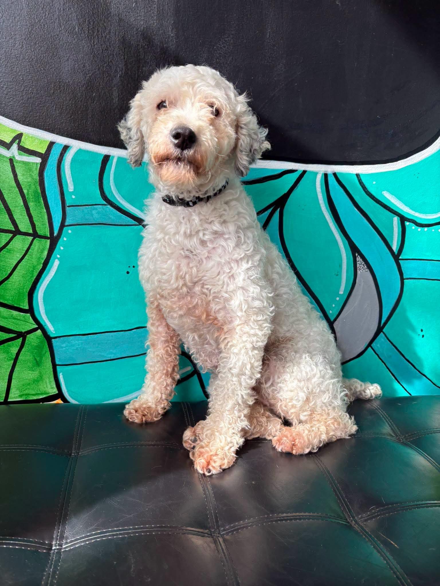 DOROTHY, ADOPTABLE, Adult Female Poodle.